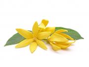 Ylang ylang